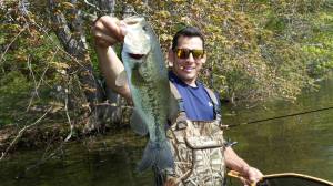 Stud largemouth bass caught on one of the many kettle ponds in Cape Cod