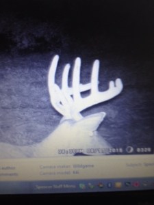 Big boy cruising the top of the field