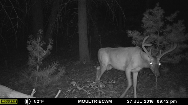 MOULTRIE DIGITAL GAME CAMERA